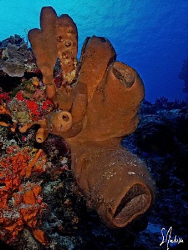 Reef scene at Villa Blanco Wall - Cozumel by Steven Anderson 